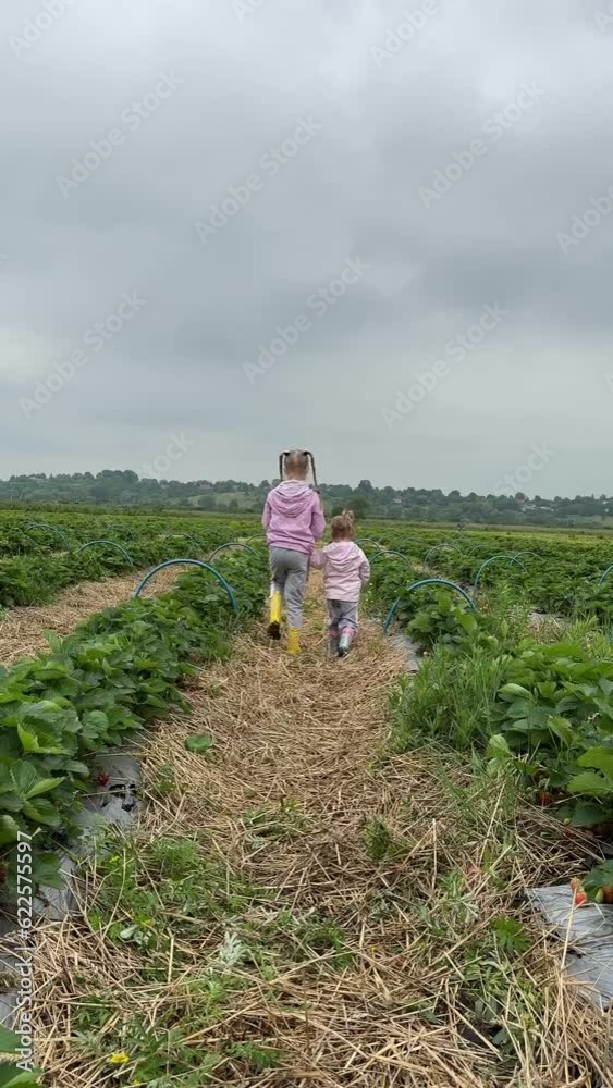 cute sisters gather strawberry at the farm cute sisters gather strawberry at the farm