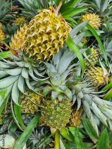 Pineapple fruit For Sale In south of thailand