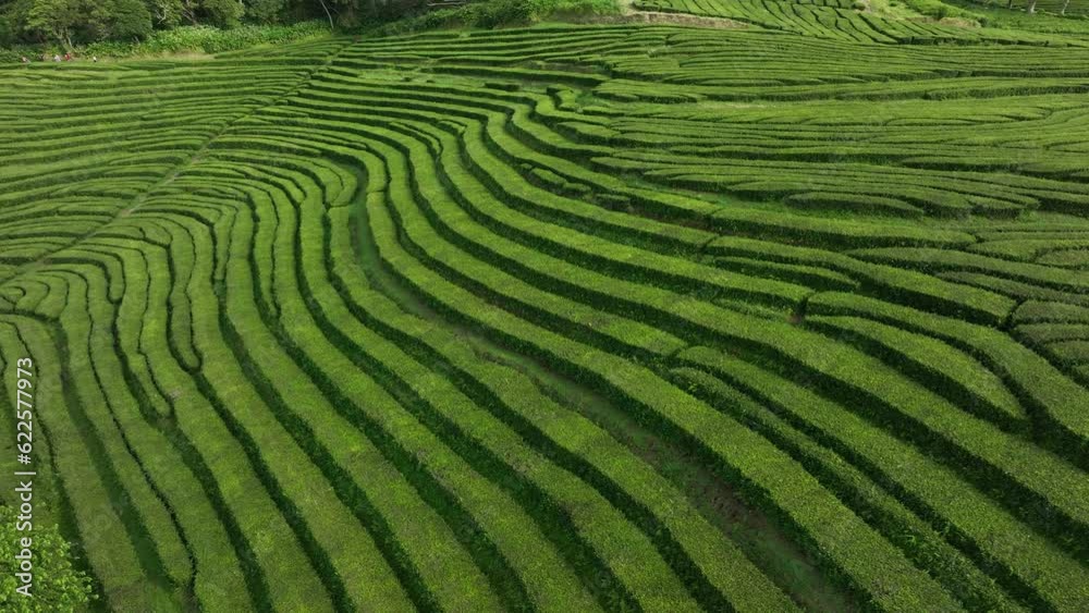 Rows upon rows of tea bushes on sloping hillside, Gorreana Tea Plantation Rows upon rows of tea bushes on sloping hillside, Gorreana Tea Plantation