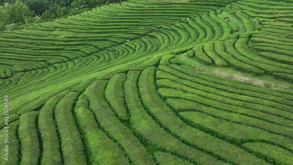 Tourists walk up hillside of lush Gorreana tea plantation. rows of tea bushes Tourists walk up hillside of lush Gorreana tea plantation. rows of tea bushes