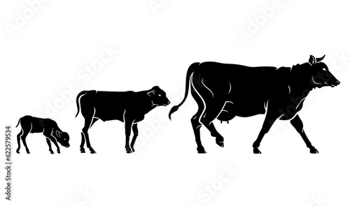 Cow or Cattle Growth Stages Silhouette Variations