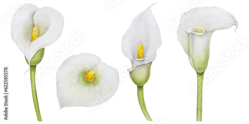 Fotobehang Set of watercolor white calla lily flowers