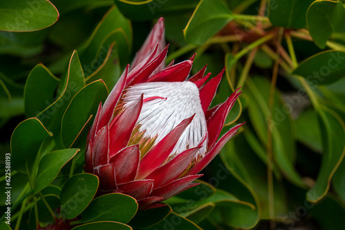 Flowerhead of king protea (protea cynaroides), cultivar Little Prince photo