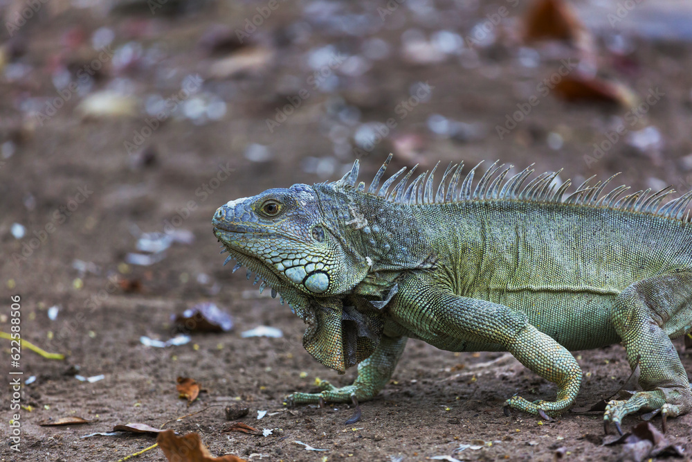 Iguana Iguana