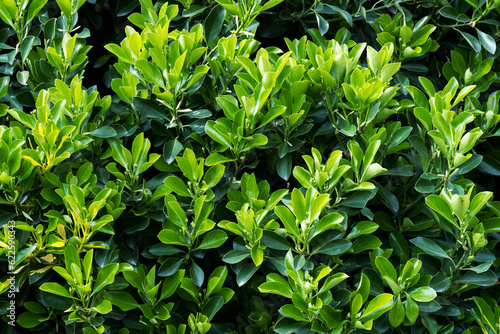 Euonymus japonicus  (evergreen spindle or Japanese spindle) is a species of flowering plant in the family Celastraceae