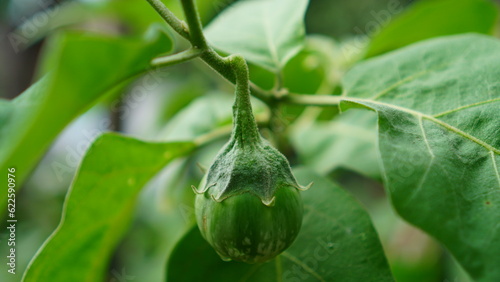 Solanum indicum is on a tree branch. green round shape with a large stalk.