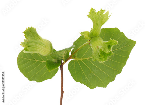 Common hazel branch isolated on white background, Corylus avellana