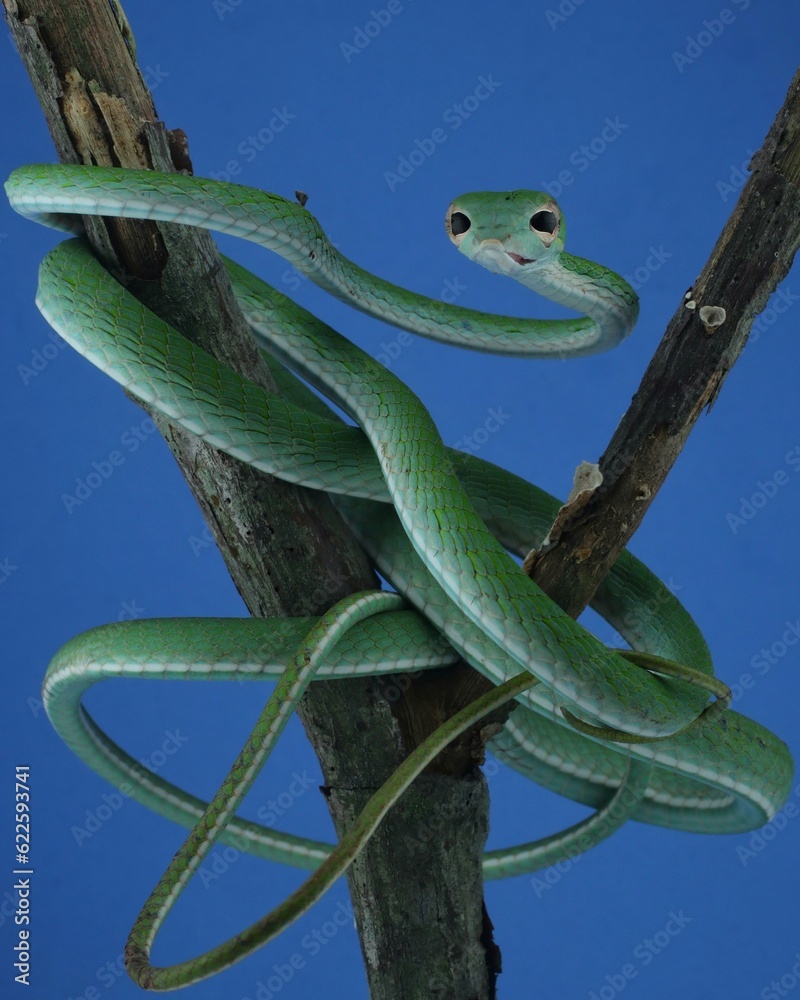 Obraz premium green snake on a tree