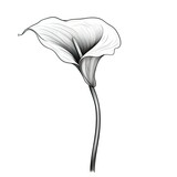 botanical Calla Lily flower ai generated