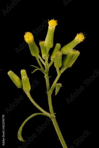 Groundsel (Senecio vulgaris). Synflorescence Closeup photo