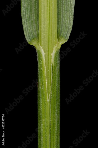 Mountain Melick (Melica nutans). Culm and Leaf Sheath Closeup