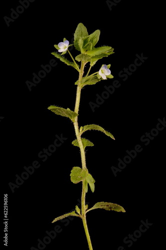 Green Field Speedwell (Veronica agrestis). Habit