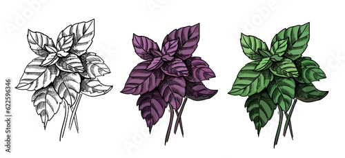 Hand drawn vector basil creen red and violet. Kitchen aroma herb basil sketch. Coocing plant set vector