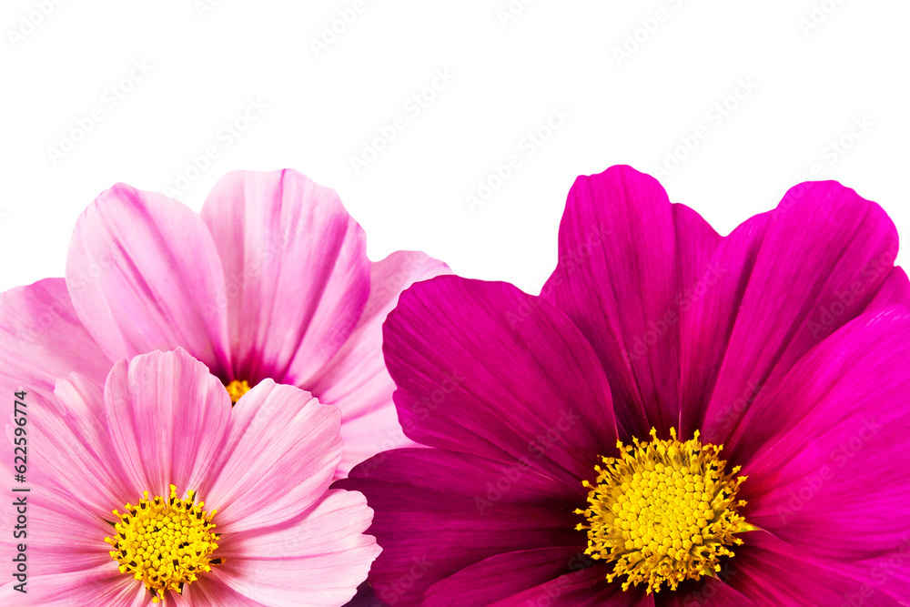 Anemone flowers isolated on white background Anemone flowers isolated on white background