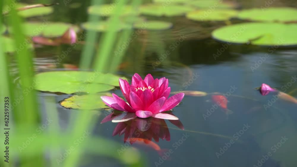 Pink water lily in a pond full of colorful fish