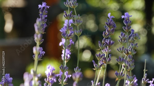 Lavender L:avandula Wind Motion On Sunny Summer Day Blurred Background Closeup Macro photo