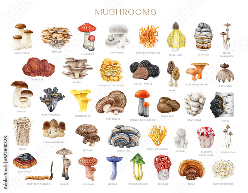 Different mushrooms big set. Watercolor painted illustration. Hand drawn various edible and medicinal fungi collection. Vintage style mushroom element with names big collection. White background