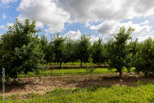 Apple orchard with an unripe harvest of green apples