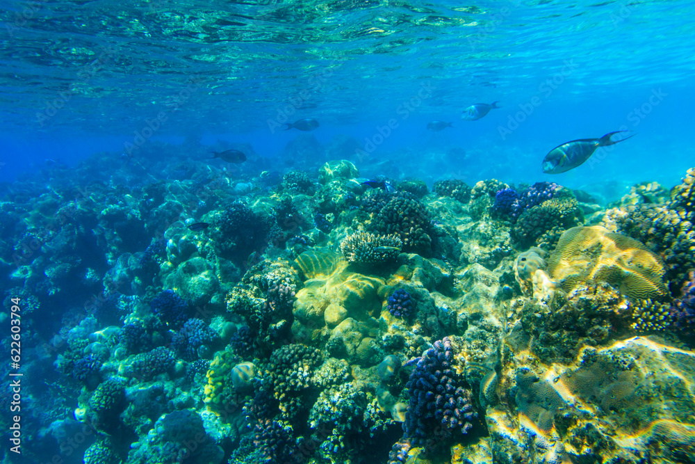 Sohal surgeonfish (Acanthurus sohal) or sohal tang, is a Red Sea endemic. Sohal surgeonfish on coral reef in the Red sea in Ras Mohammed national park. Sinai peninsula in Egypt