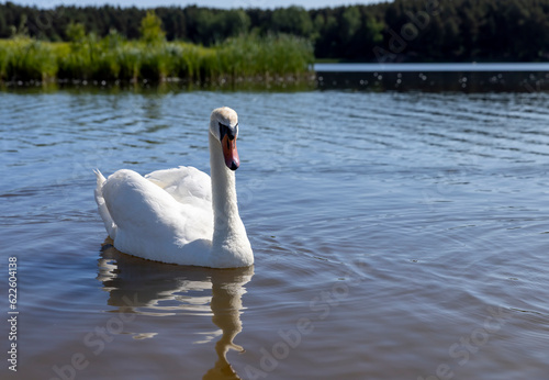 beautiful white swans on the lake in the spring