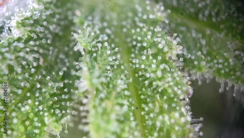 Smooth microscopic Marijuana Cannabis Trichomes close up, macro focusing THC CBD photo