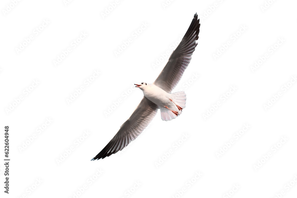 Obraz premium Seagull is flying in the blue sky. It is seabird, usually grey and white. It takes live food crabs and small fish while isolated on white background.