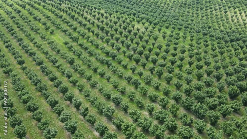 Hazelnut trees growing in agricultural field, high aerial view over orchard Hazelnut trees growing in agricultural field, high aerial view over orchard