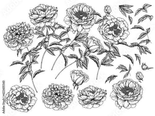 Vector set of 22 elements of flowers, leaves and buds of peonies in the style of engraving