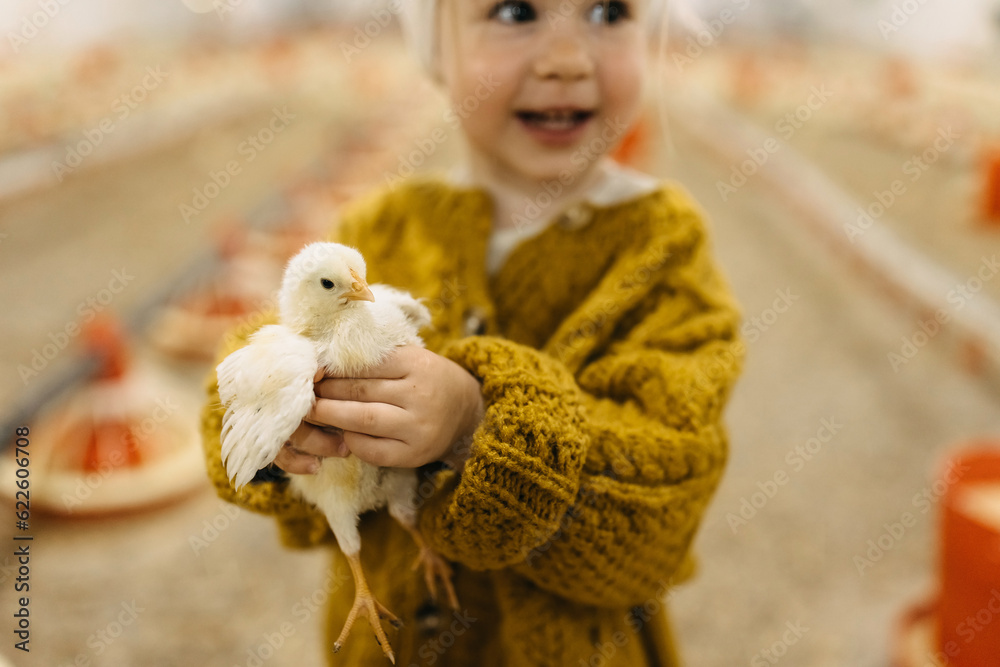 closeup of a child holding a chick at a poultry farm. - obrazy, fototapety, plakaty 