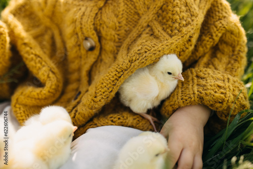 Small chick sitting on child's lap.