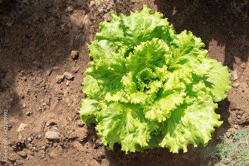 bright green lettuce leaves grow on the ground
