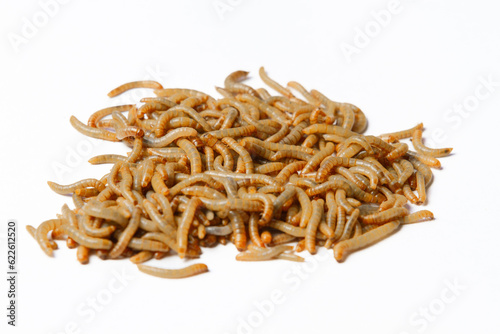 Dried Larvae food for pet Bird (Alphitobius Diaperinus) (Ulat Hongkong pakan hewan)