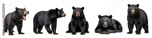 Wildlife animals bears banner panorama long - Collection of standing, sitting, screaming, lying group of american black bear (Ursus americanus), isolated on white background (Generative Ai) photo