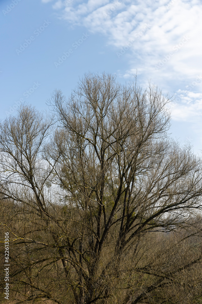 trees of different varieties in the spring season trees of different varieties in the spring season