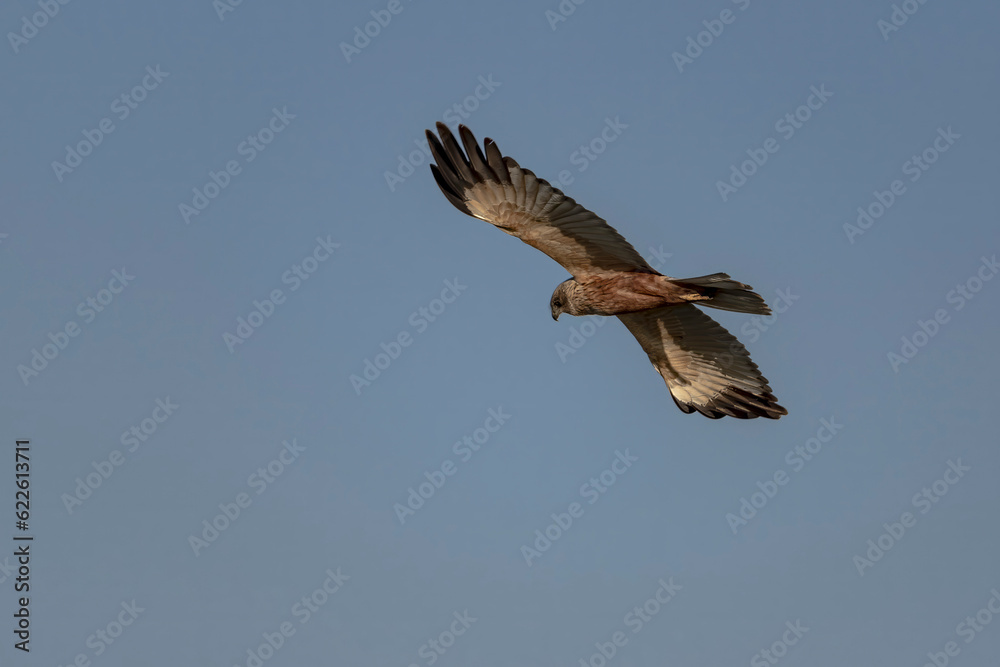 Western marsh harrier, Circus aeruginosus. A bird flies against a blue sky Western marsh harrier, Circus aeruginosus. A bird flies against a blue sky