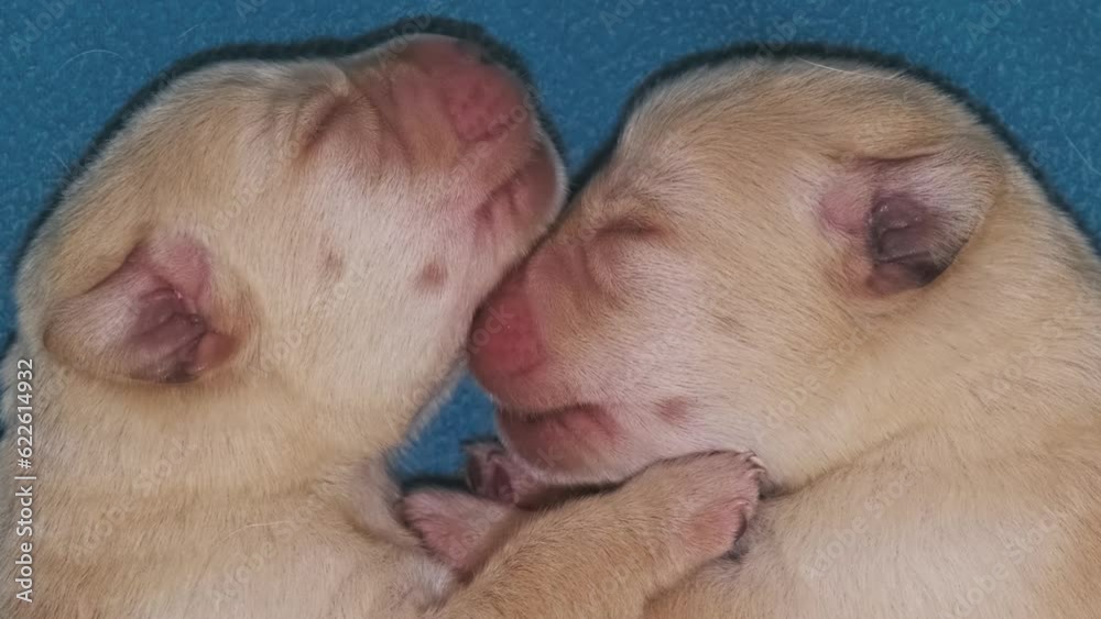 Newborn yellow labrador puppies dog sleeping Newborn yellow labrador puppies dog sleeping