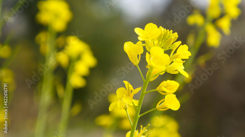 yellow flowers in spring