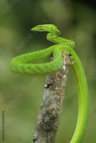 shoot snake, green snake, asian vine snake, cool green snake