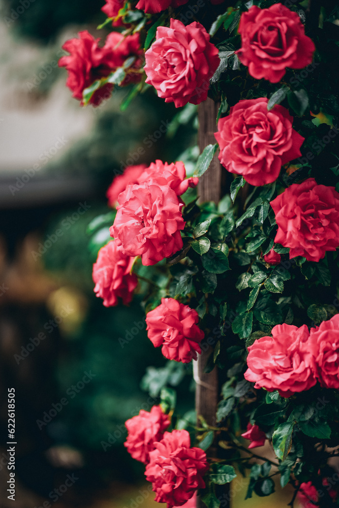 red rose bush