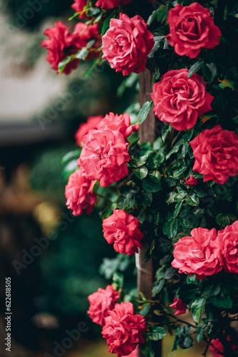 red rose bush © ponkafoto