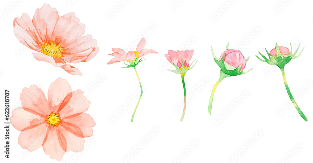 ピンク色のコスモスの花の素材水彩イラスト