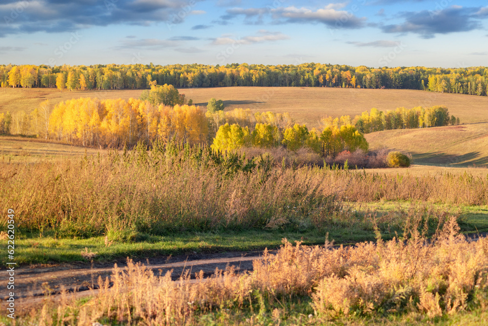 autumn landscape on a sunny warm day with blue sky, yellow trees with dried foliage