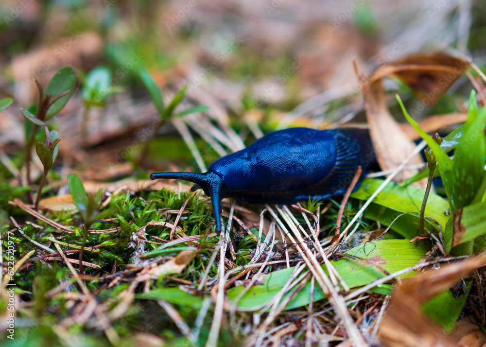 Carpathian bruise (Bielzia coerulans) is a rare species of lung snail of the Limacidae family
