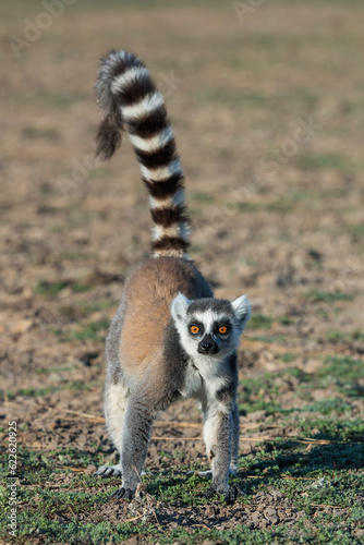 Obraz na plátně Ring tailed lemur (Lemur catta) in the wild
