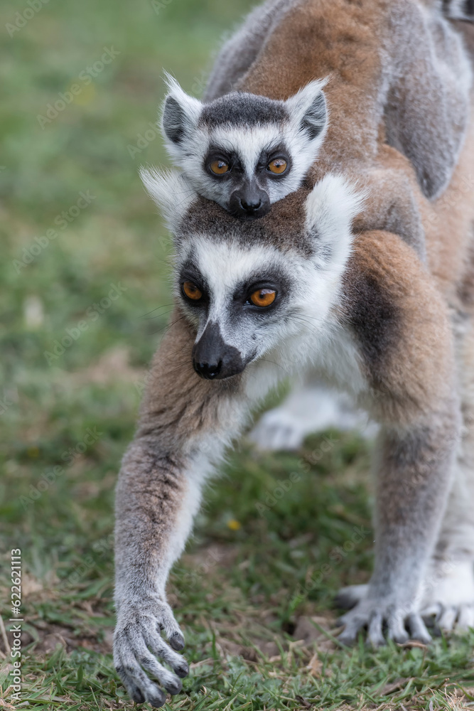 Ring tailed lemur (Lemur catta) in the wild Ring tailed lemur (Lemur catta) in the wild