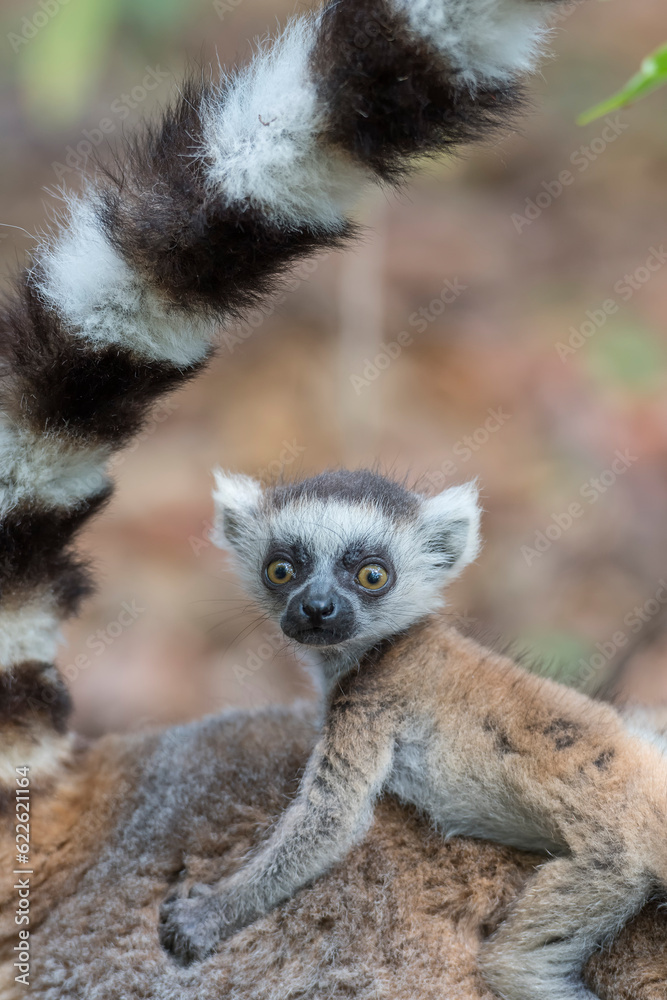 Obraz premium Ring tailed lemur (Lemur catta) in the wild