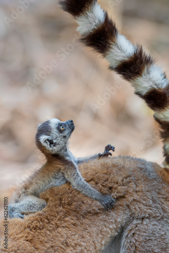 Ring tailed lemur (Lemur catta) in the wild © Daniel Jara