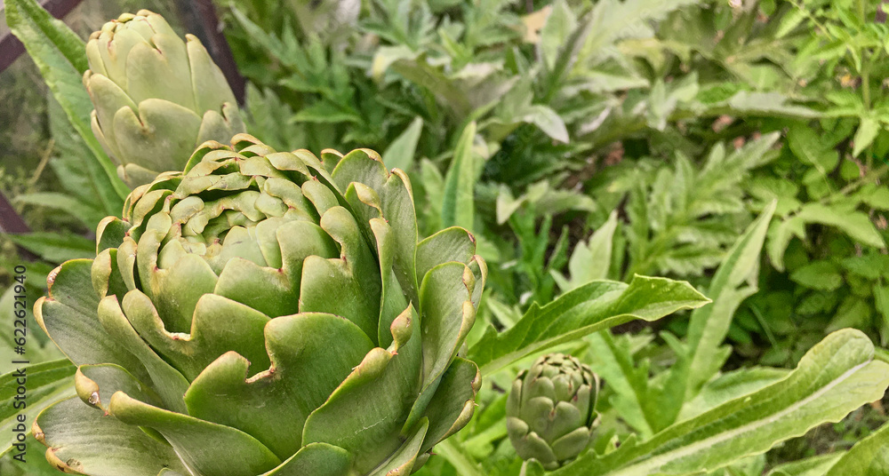 Fresh Spring Vegetables , Organic Artichokes Fresh Spring Vegetables , Organic Artichokes