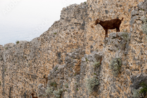 Mountain goats on sheer cliffs or stone walls. Two goats black and brown