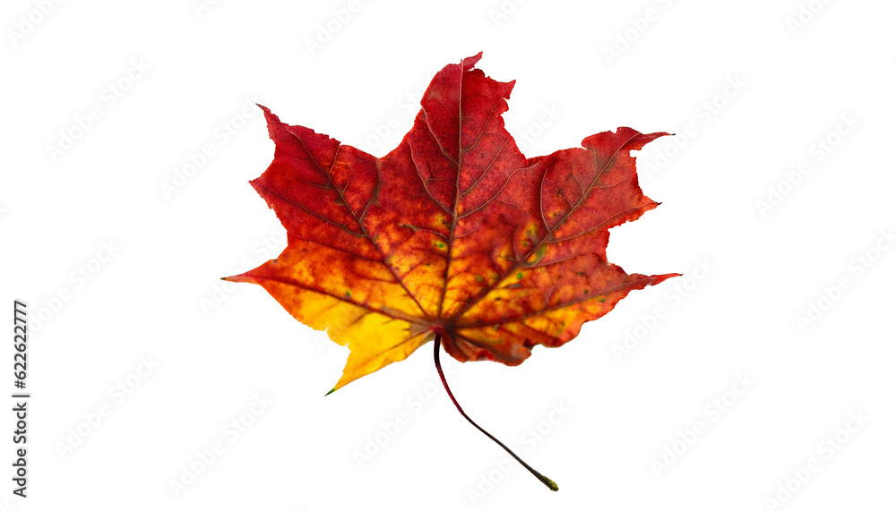 Autumn maple leaf On Transparent Background Ai Generated Autumn maple leaf On Transparent Background Ai Generated